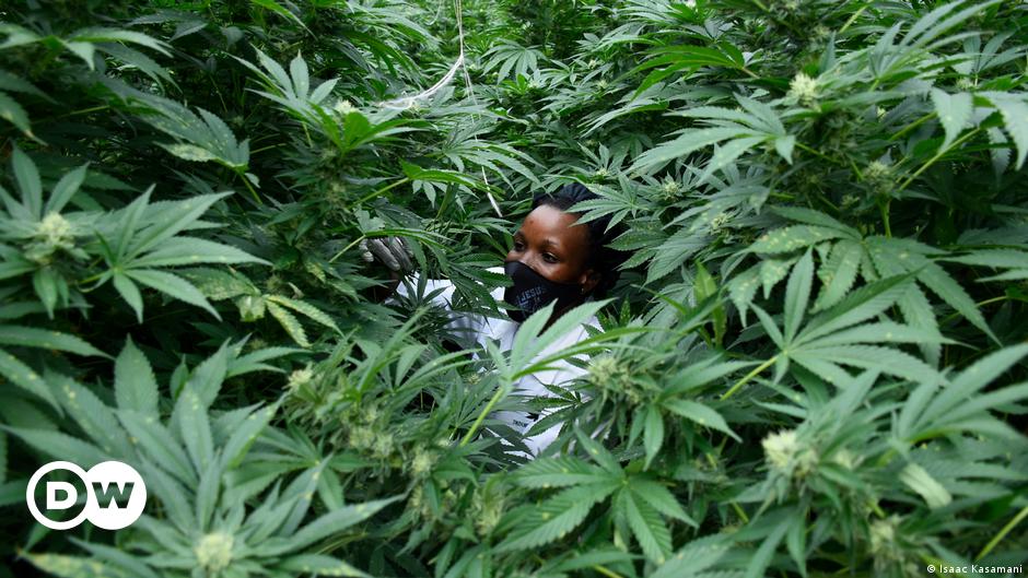 Africa eyes the global cannabis market | Africa | DW | 06.04.2022