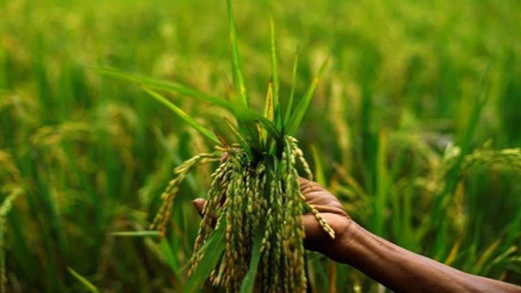 Environmentally sustainable agriculture: Rice farmers to get incentives through carbon credit