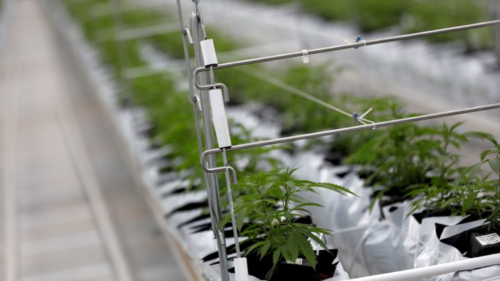 Canadian cannabis company Tilray reports US$52.5-million profit as market share slips again