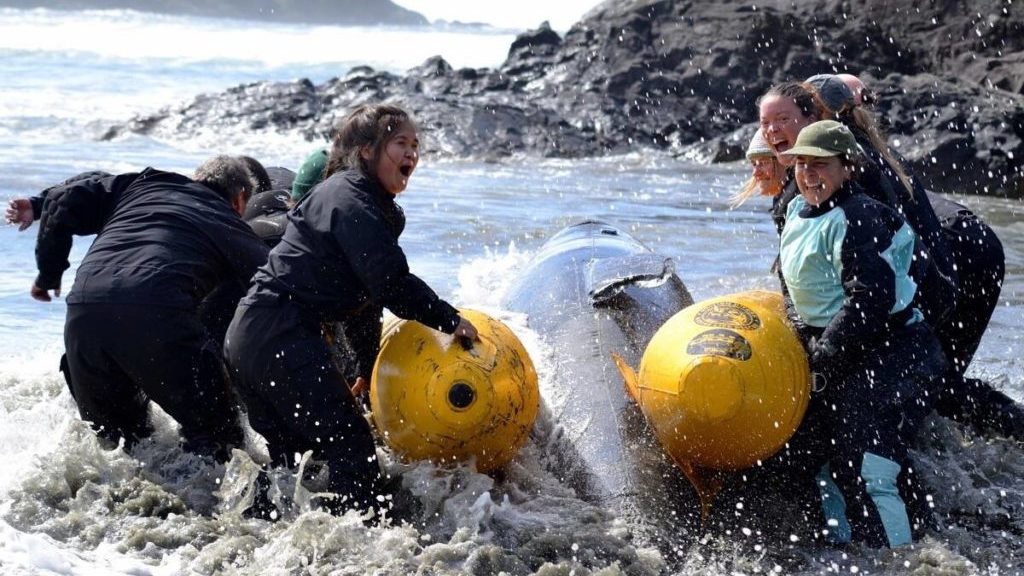 All hands on deck near Tofino for training session on how to save beached whales