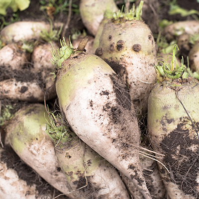 Sugar beet operation in Nebraska adding market opportunities for grower – Brownfield Ag News