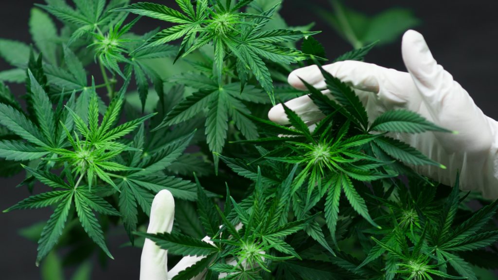 Number of medicinal cannabis companies more than doubles