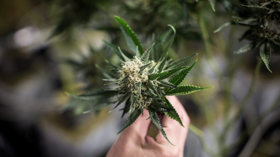 Canadian cannabis sales see first quarterly decline since legalization – Video – BNN