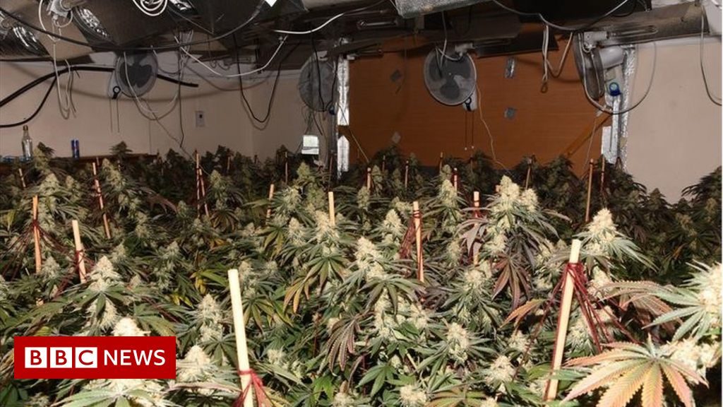 Devon men convicted after ‘biggest cannabis production’ in Devon and Cornwall – BBC News