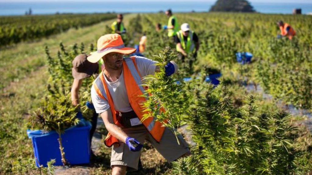 Puro Cannabis farm gets $32m grant: ‘New generation coming into agriculture’ – NZ Herald