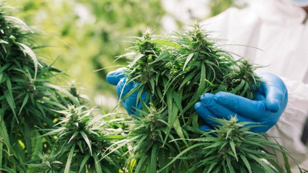Hopes medicinal cannabis be the next sauvignon blanc for Kaikoura and Marlborough | Newshub