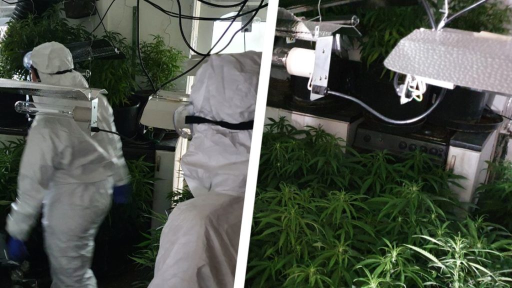 Police discover nearly 100 plants after raiding Coventry cannabis factory – CoventryLive