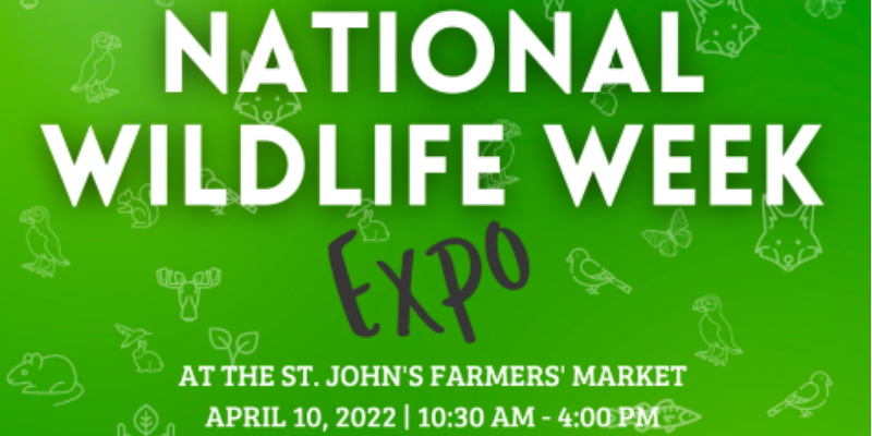 National Wildlife Week Caps Off Celebrations With Expo in St. John’s | VOCM