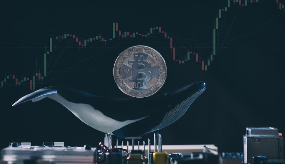 Number of Bitcoin whales falls around 5% in 4 days; Is a further BTC price decrease imminent?