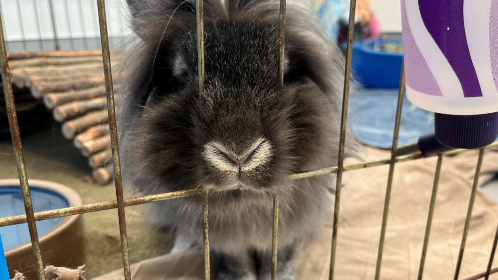 Abundance of bunnies sparks BC shelter appeal for foster homes – Goldstream News Gazette