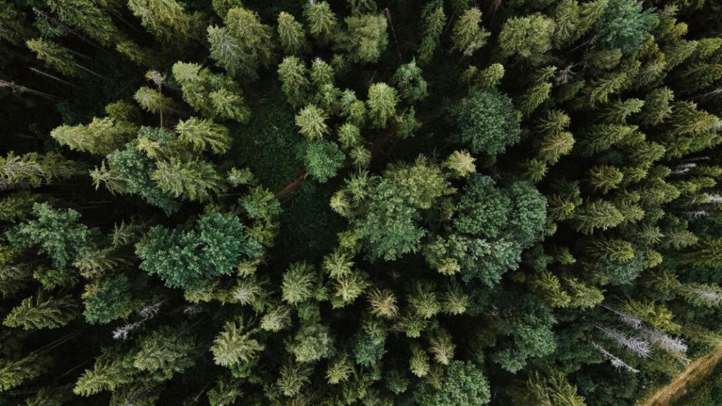 A Startup Is Engineering Trees to Grow Faster and Capture More Carbon – Singularity Hub