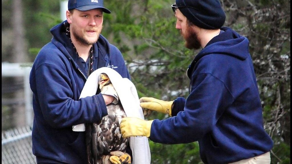 VIDEO: Rehabilitated eagle released back into the wild near Errington – Sooke News Mirror
