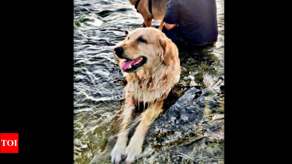 Pet-cation trend unleashed | Ahmedabad News – Times of India