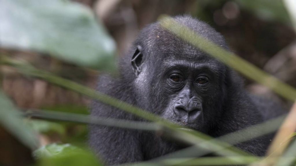 World’s oldest gorilla in captivity celebrates 65th birthday – FOX23