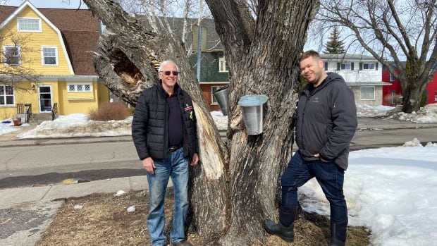 At-home maple syrup operations become a spring trend for Thunder Bay neighbours | CBC News