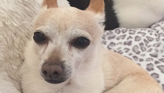 Watch: Guinness World Records confirms 21-year-old Chihuahua as oldest living dog – Firstpost