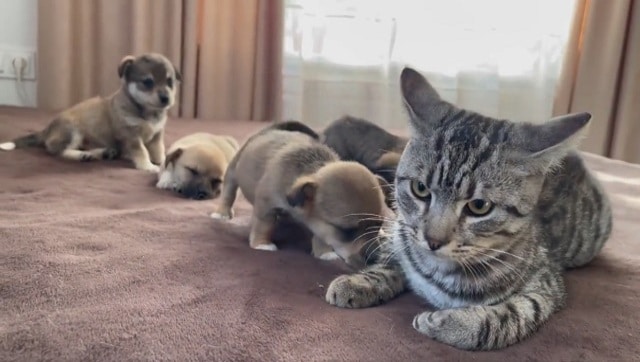 Grumpy cat gets annoyed by adorable puppies; find out what happens next – Firstpost