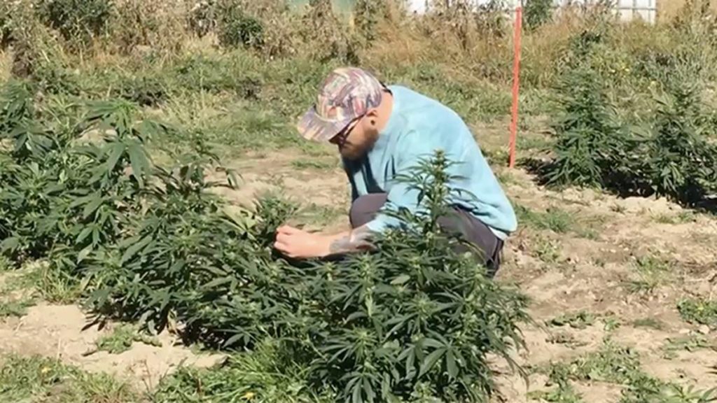 Trial cannabis farm in Mataura a success – NZ Herald