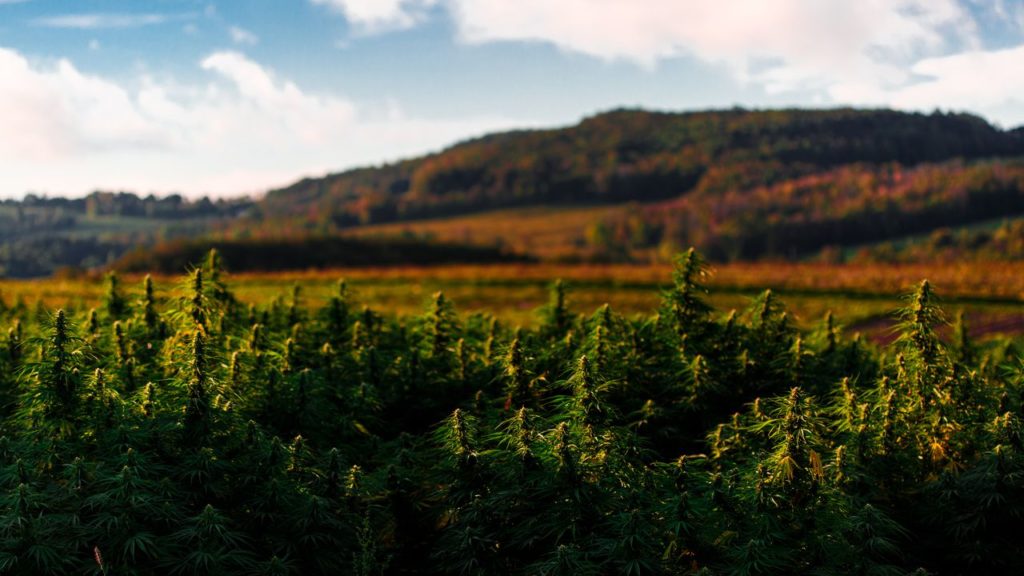 Here are the NY companies now licensed to grow recreational marijuana – syracuse.com