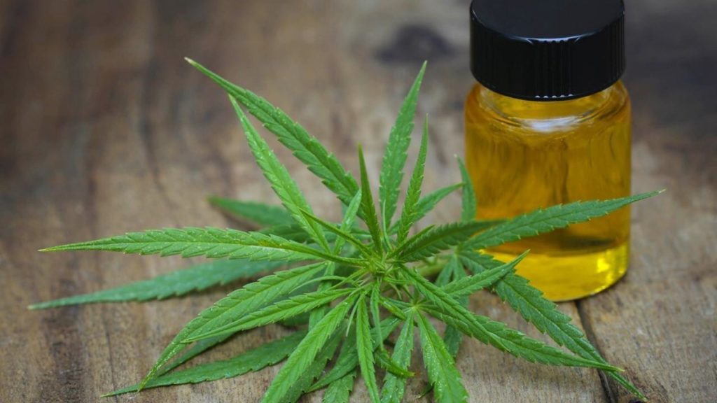CBD oil launched in Ruatoria by medicinal cannabis company Rua Bioscience | Newshub
