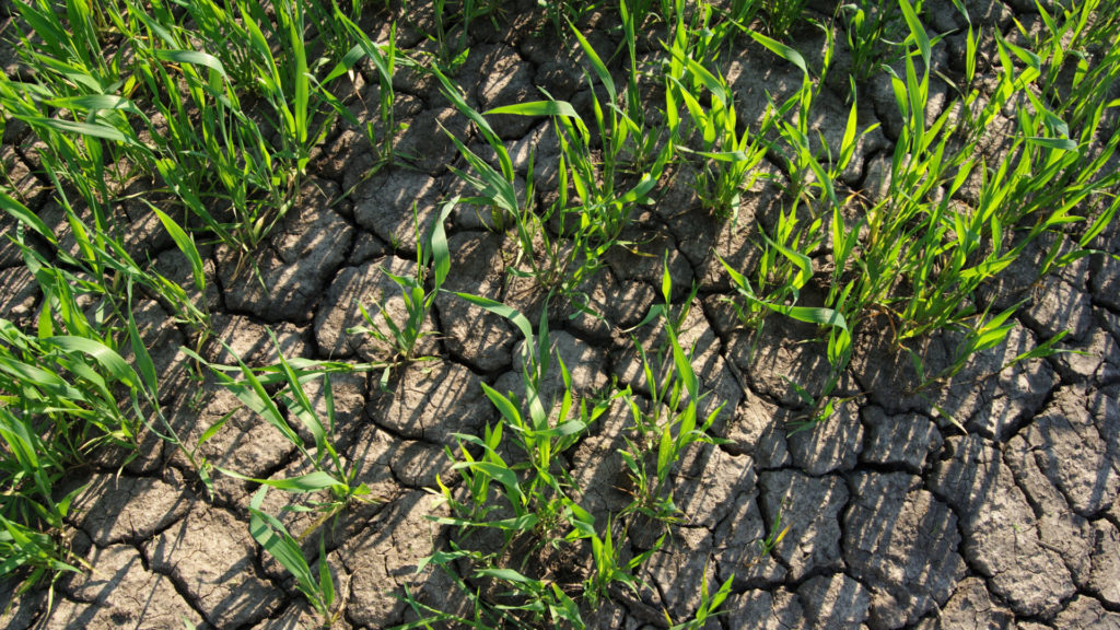 Drought, snow, freeze further damaging U.S. wheat – Brownfield Ag News
