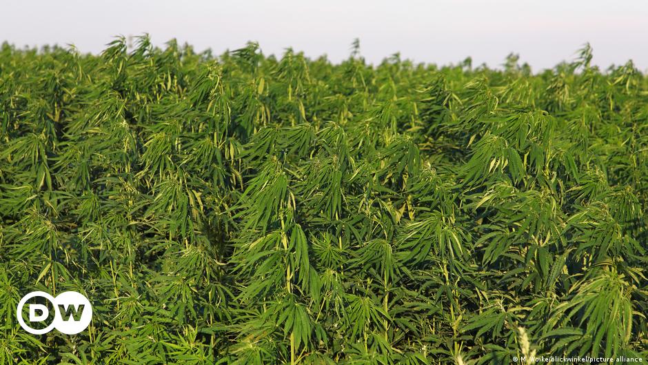 World Cannabis Day: A brief cultural history of hemp – DW