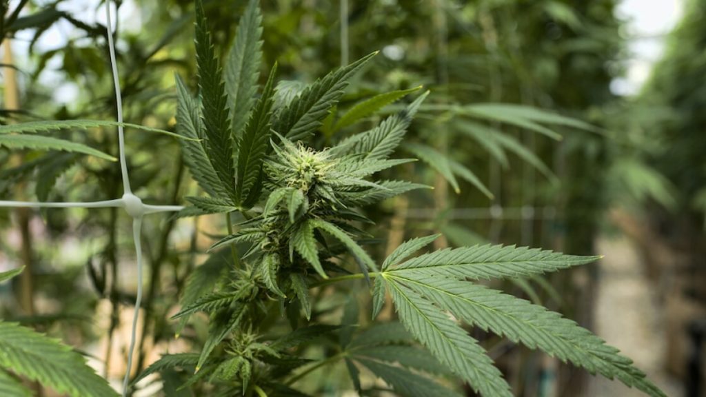 San Diego to host community meetings on making cannabis market equitable – 10News.com