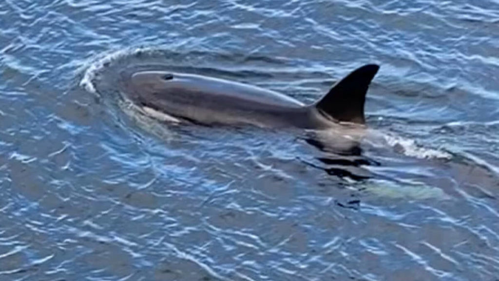VIDEO: Orcas swim underneath Campbell River pier – Oak Bay News