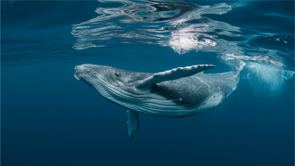 Rumors Claim Large Bitcoin Wallet Is a Whale’s Stash or Microstrategy’s Wallet Despite …