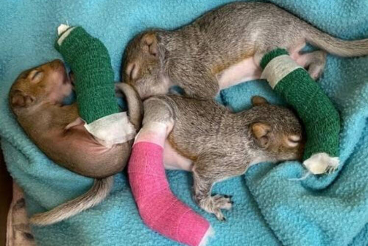 Hard-luck baby BC squirrels on the mend after hard falls break their legs – Nelson Star