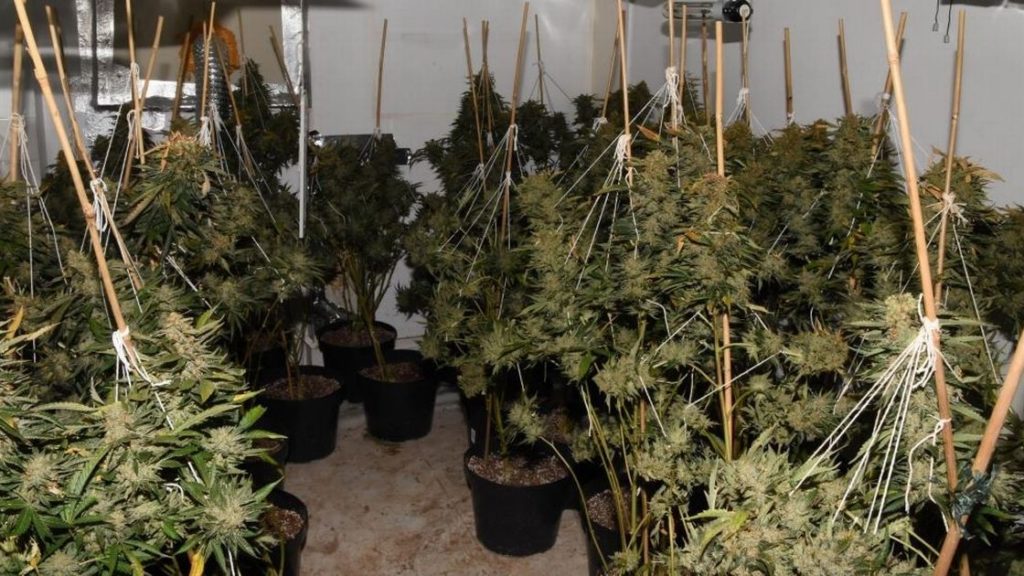 Police find cannabis farm with 3000 plants worth more than one million pounds in Newcastle home