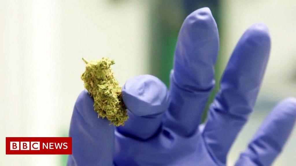 More than 5,000 medical cannabis licences given by States of Guernsey – BBC News
