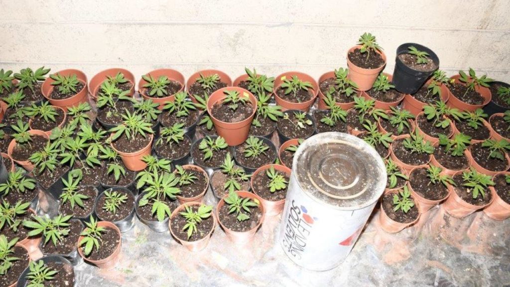 €200,000 of cannabis seized following search of shed in Westmeath – Independent.ie