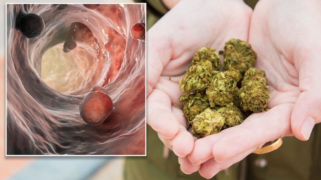 Cannabis and cancer: Can it help treat the disease or does it increase a person’s risk?