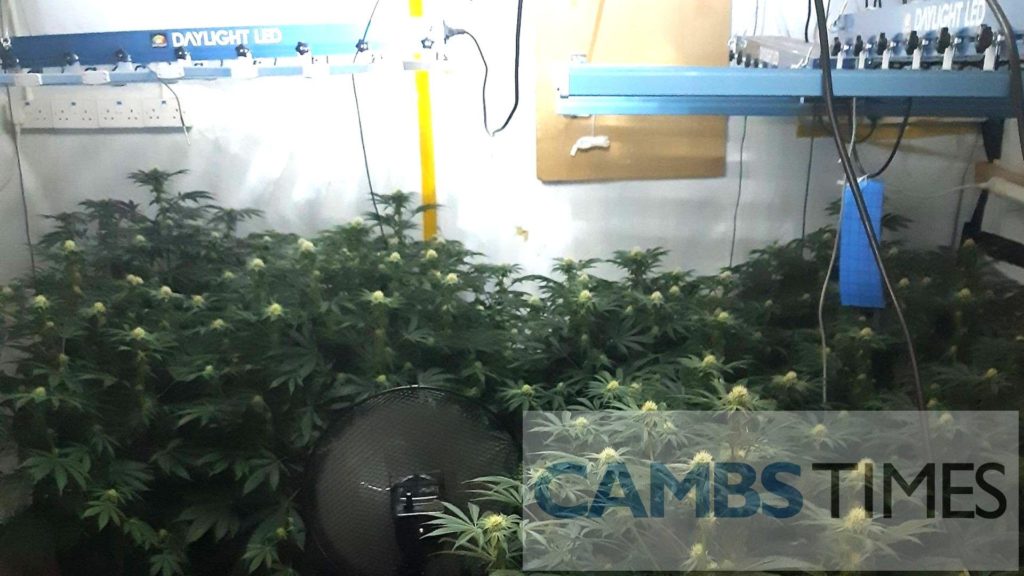 Whittlesey building used to grow cannabis and store illegal weapons – Cambs Times