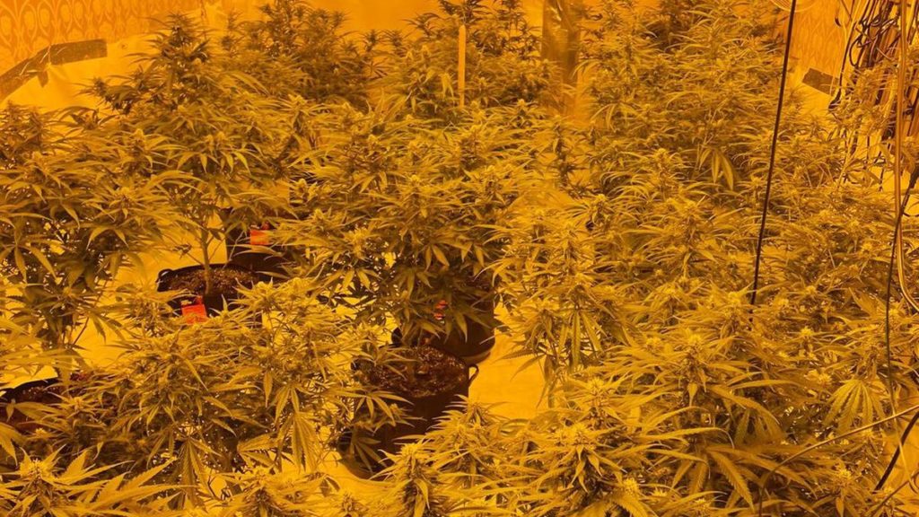 Cannabis farm and firearm found as police raid Tipton house | Express & Star