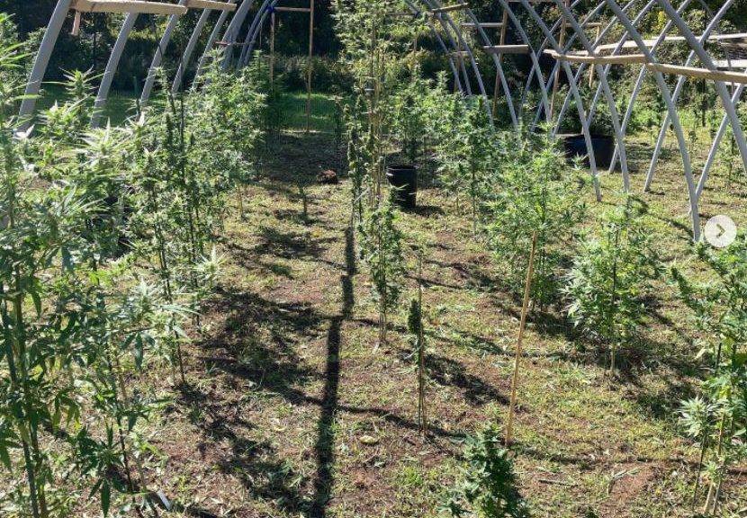 Town-owned cannabis farms a coming trend in CT? – CT Insider