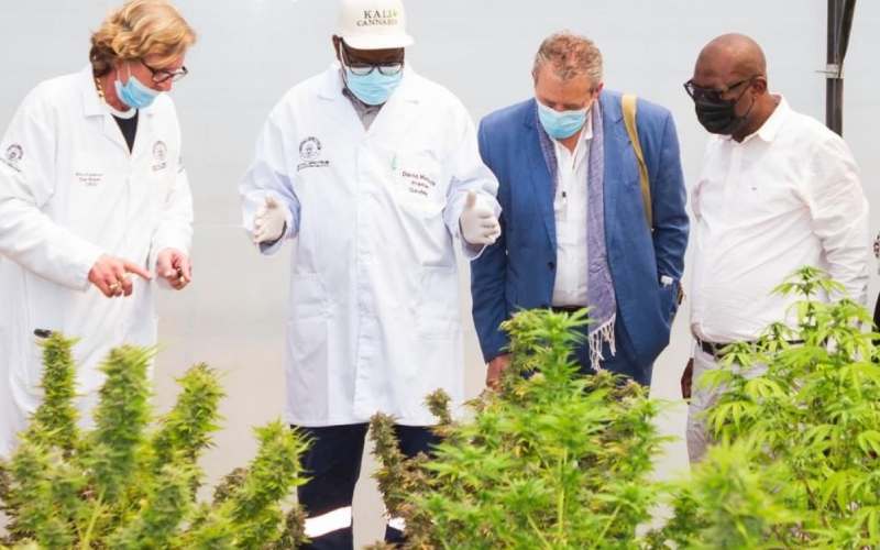 South Africa approves first legal cannabis pharmacy – The Standard