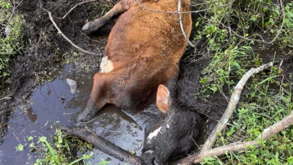 Sticky situation: Florida deputies rescue cow stuck in the mud – FOX23