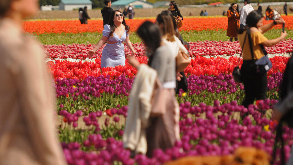 PHOTOS: Bright blooming bulbs at Chilliwack Tulip Festival – Peace Arch News