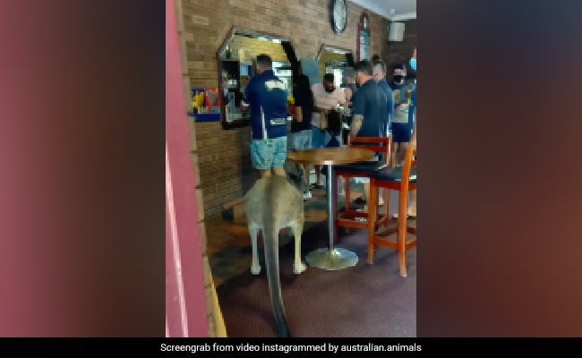 Viral Video: Kangaroo Enters A Bar In Australia, Customers’ Reaction Surprises Internet – NDTV.com