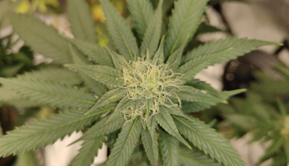 Schumer’s new cannabis “promise” (Newsletter: April 25, 2022) – Marijuana Moment