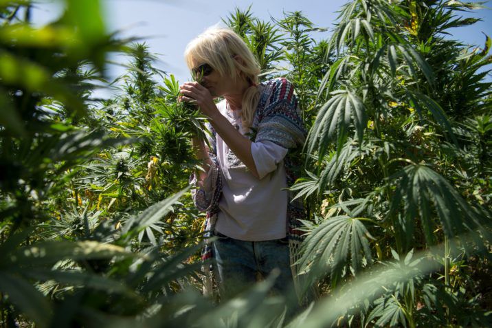 This national organization wants to make Canada a cannabis tourism destination
