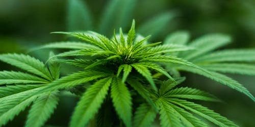 Burlington wants input from residents on future of cannabis in the city | inHalton – insauga