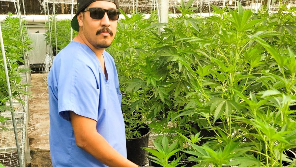 Higher Standards for Cannabis Workers: Teamsters Union Introduces Cannabis Cultivation …