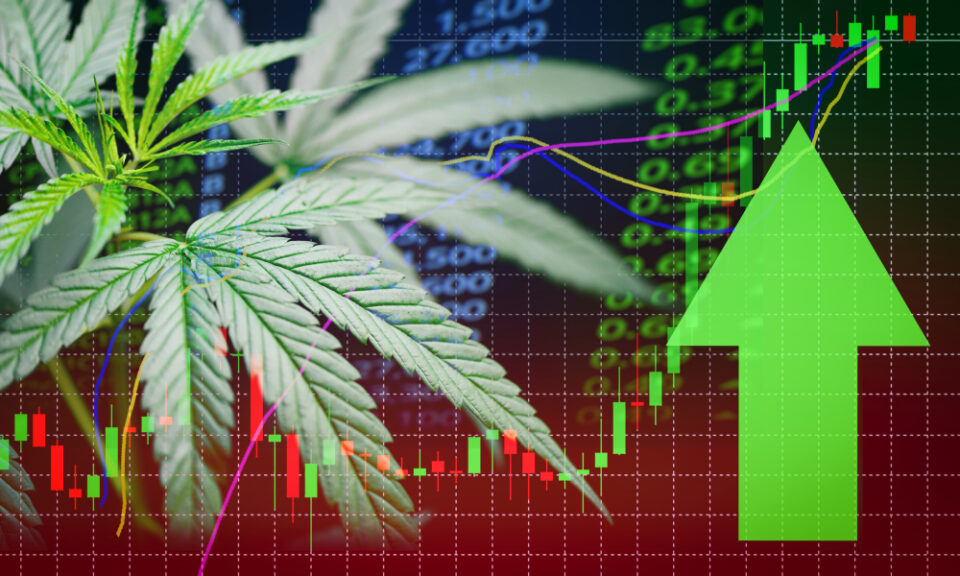 Despite Falling Stock Prices, Cannabis Leaders Are Optimistic – Green Market Report