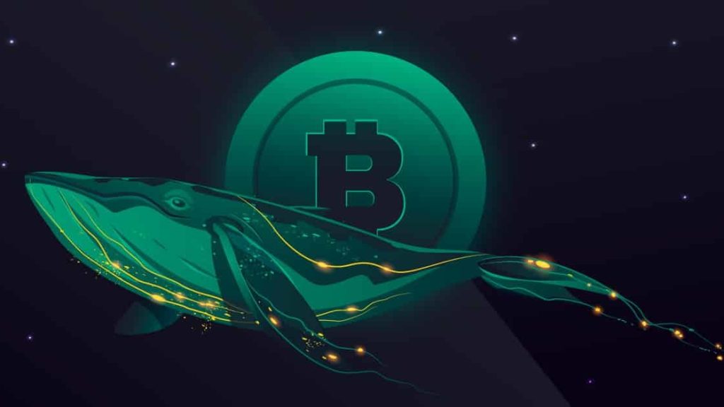 Bitcoin Whales Buy The Dips In This Correction, BTC Back Above $40000 – Coingape