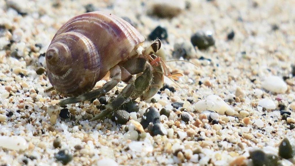 Morning Start: Hermit Crabs and their shells – Kelowna Capital News