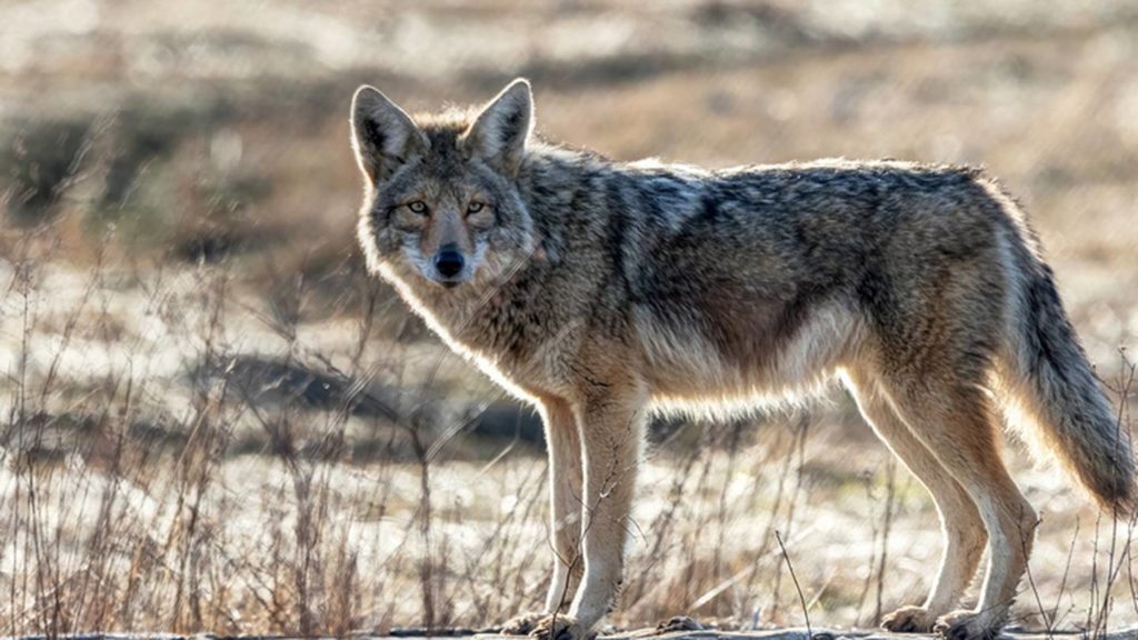 Toddler hospitalized after California coyote attack – FOX13 News Memphis