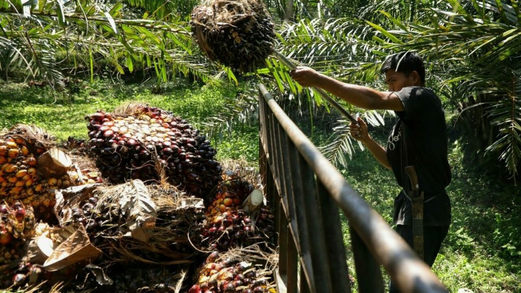 Indonesia’s palm oil export ban heats up vegetable oil market – France 24